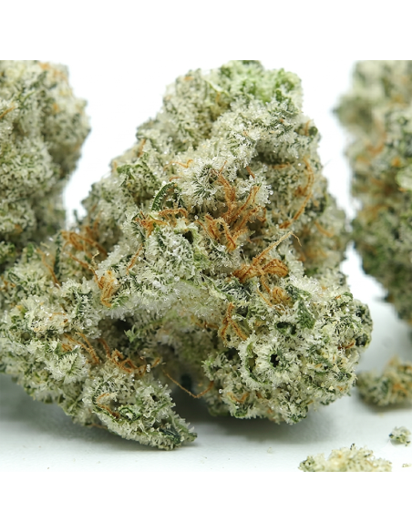 THCX Fleur Vanilla Kush closeup