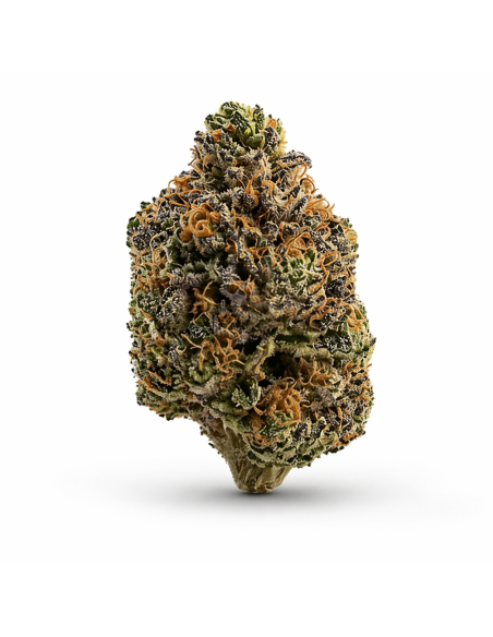THCX Fleur Bubba Kush 4