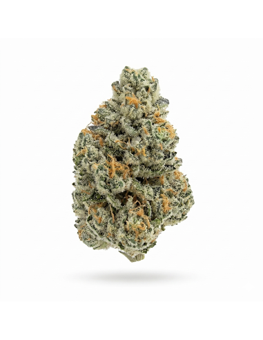 THCX Fleur Amnesia Haze | Énergie & Arômes Boisés (≤0,3% THC)