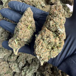 Orange Gelato: THCX Blüte