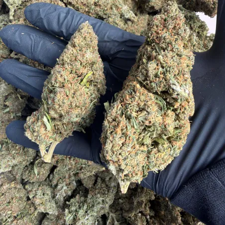 Orange Gelato: THCX flower