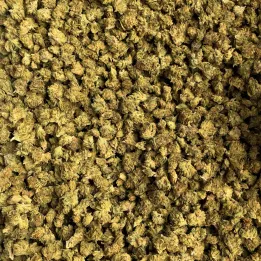 Orange Gelato: THCX flower