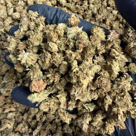 CBG Small Buds: THCX Blüte