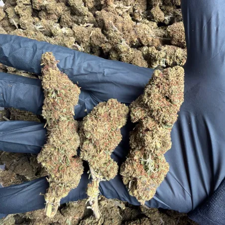 White Widow: THCX Blüte
