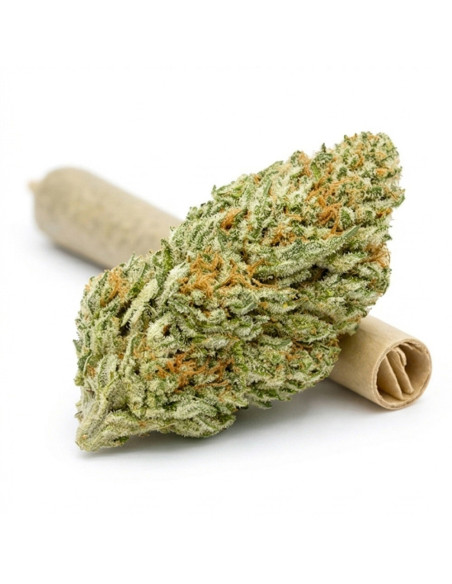 THCX Pre-Roll Sweet Purple Dream | Legalen Joint Kaufen