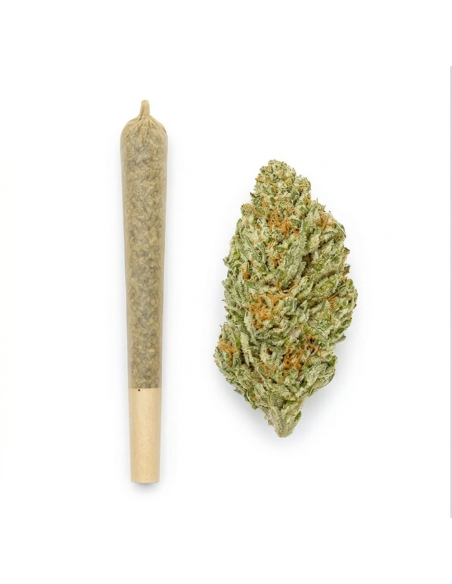 Pré-Roulé THCX Sweet Purple Dream | Achat Joint Légal