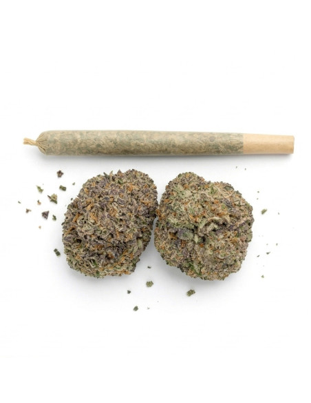 Pré-Roulé THCX OG Kush | Achat Joint Légal Premium