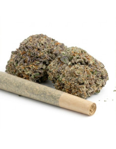 Pre-Roll THCX OG Kush 1 2