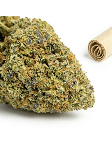 THCX Pre-Roll Wedding Cake | Legalen Joint Kaufen