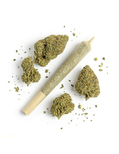 THCX Pre-Roll Wedding Cake | Legalen Joint Kaufen