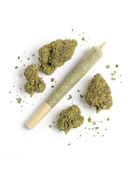 THCX Pre-Roll Wedding Cake | Legalen Joint Kaufen