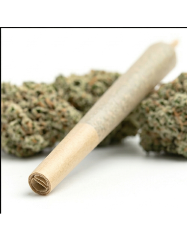 Pré-Roulé THCX Super Lemon Haze | Joint Sativa Légal