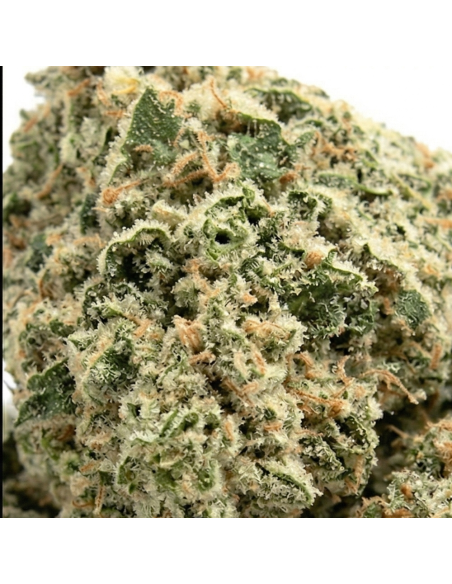 Pré-Roulé THCX Super Lemon Haze | Joint Sativa Légal