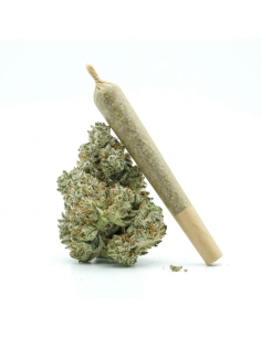 Pre-Roll THCX Vanilla Kush side