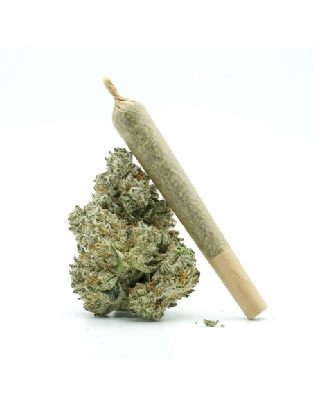 Pre-Roll THCX Vanilla Kush side