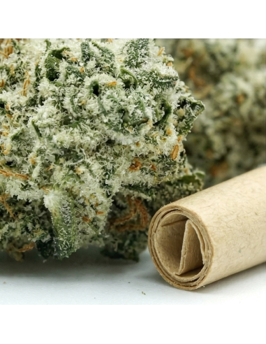 Pre-Roll THCX Vanilla Kush 3