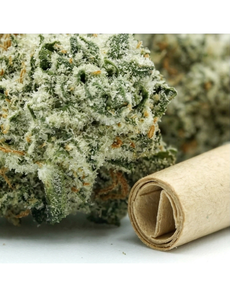 Pré-Roulé THCX Vanilla Kush | Achat Joint Légal Indica