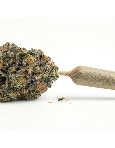 Pré-Roulé THCX Bubba Kush | Achat Joint Légal Indica
