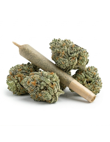 THCX Pre-Roll Amnesia Haze | Legalen Sativa Joint Kaufen