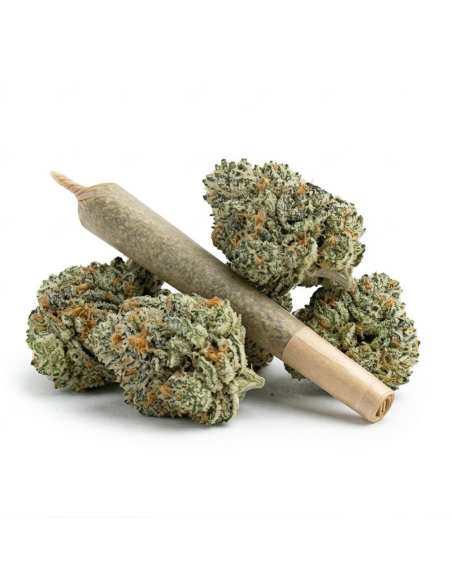 THCX Pre-Roll Amnesia Haze | Legalen Sativa Joint Kaufen