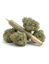 Pré-Roulé THCX Amnesia Haze | Achat Joint Sativa Légal